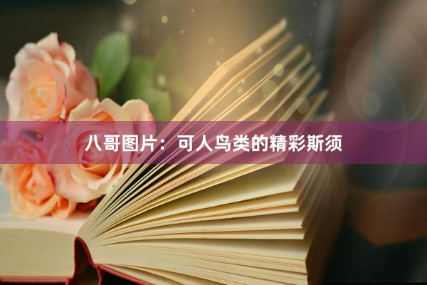 八哥图片：可人鸟类的精彩斯须